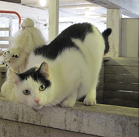 [cat1.jpg]