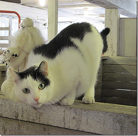 cat