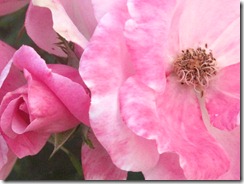 IMG_1906 IMG_1906