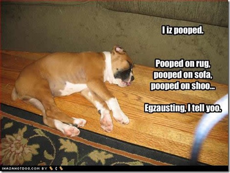 cute-puppy-pictures-pooped-egzausting