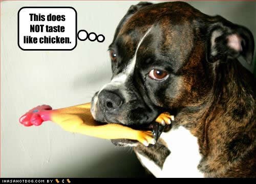 [funny-dog-pictures-taste-chicken[3].jpg]