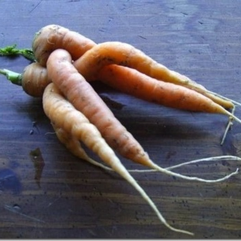 Und so machen Karotten Babys
