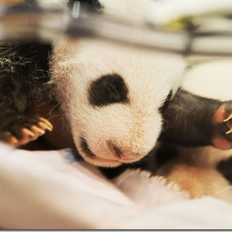 Sehen Sie sich die herzigsten Pandababys aller Zeiten an