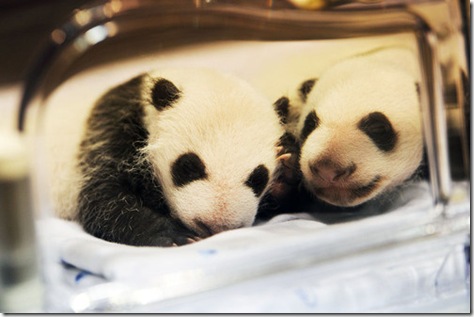 pandazwillinge-zoo-madrid