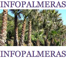 info Palmeras