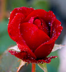 Rose Tear Drop.jpg