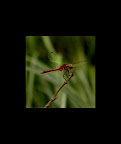 Red Dragonfly Quincy Bog04_edited-1.jpg