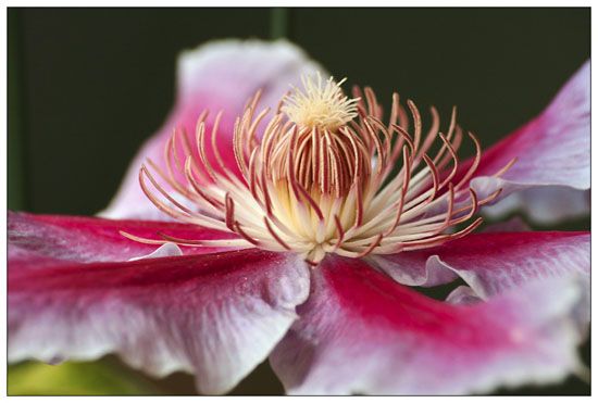 Clematis Piilu