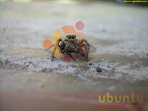 ubuntu3_1024