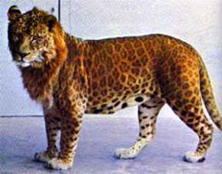 [leopon01[5].jpg]