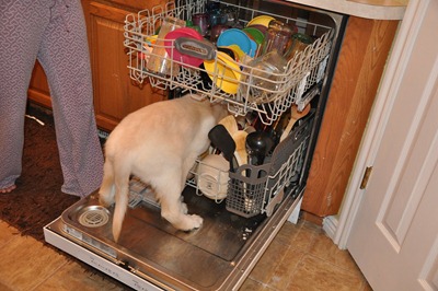 Sebastian_Loves_To_Do_The_Dishes_003[2]