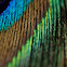 Pluma de pavoreal