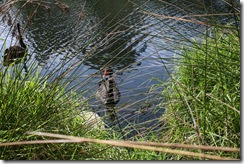 Black Swan