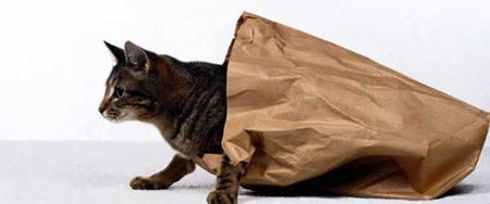 bag_cat