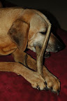 tori and antler 3.jpg