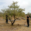 Picking fresh almonds.