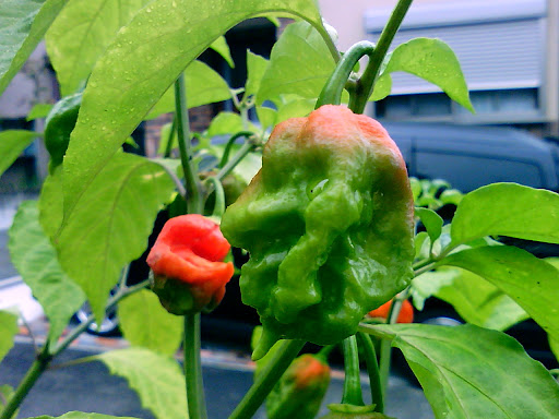 jolokia pepper sale oshkosh