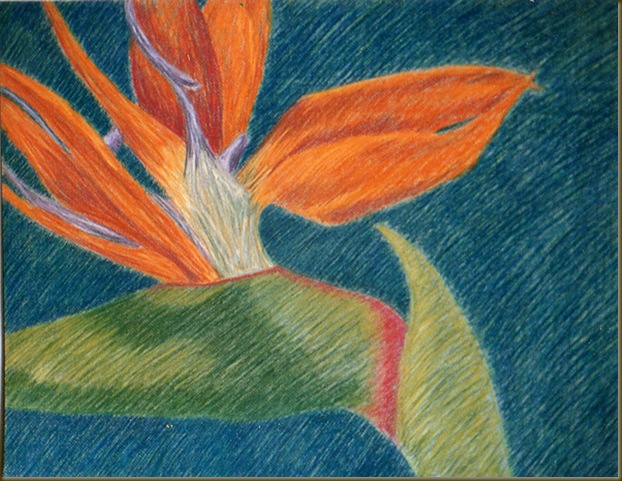 bird of paradise drawing one