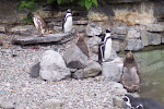 Dublin Zoo (54).jpg
