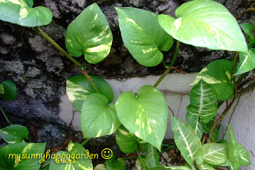 money plant leaf. Ivy or Money Plant.