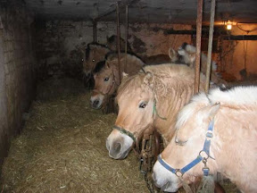 horses_jpg.jpg