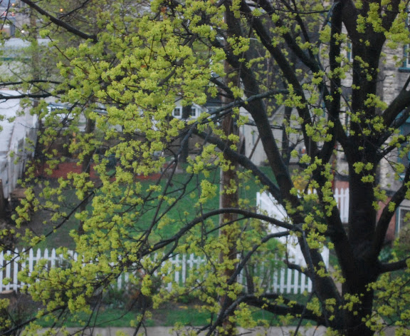 spring