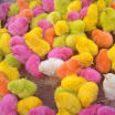 Poussins multicolores de Casablanca.jpg