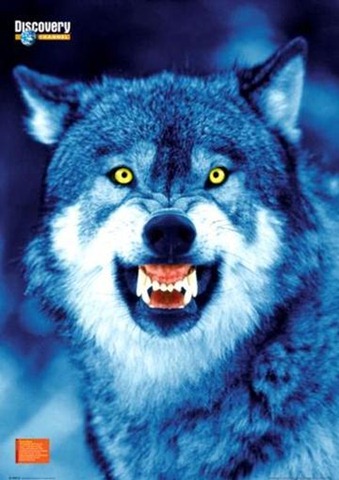 [Discovery_Channel_Wolf_Poster_C10076615[2].jpg]