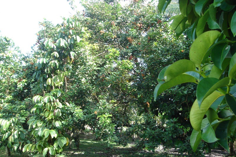 [pokok-rambutan5.jpg]
