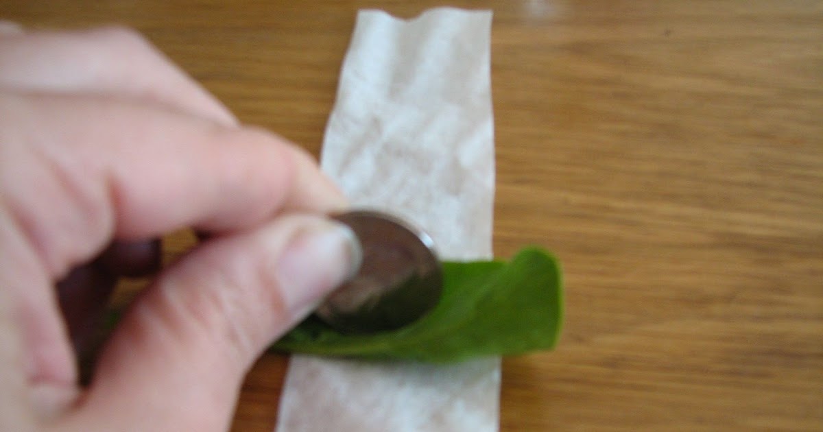 Science Matters Chromatography Spinach