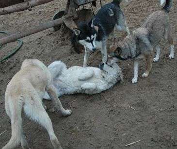 moria&trufla&eniau&dusia
