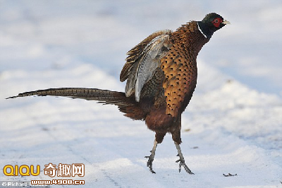 [101228135668773.png]