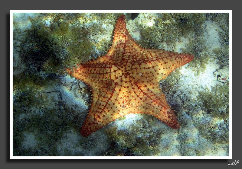 Mes photos au fil du temps Guadeloupe187