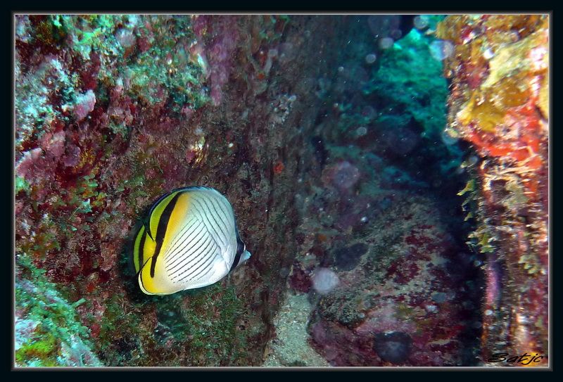 Divers poissons Mauriciens P1000363
