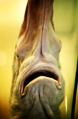 [hooked_1_chinese-paddlefish.jpg]