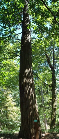 [libocèdre Panorama (434x1024)[4].jpg]