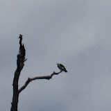 IMG_0499.JPG