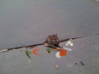 rat 2