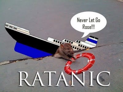 [rat 4[3].jpg]