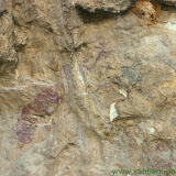 Pinturas Cuevas del Engarbo I