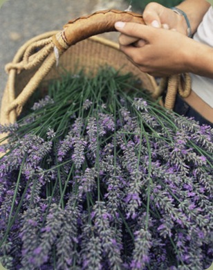 colin-brynn-lavender-harvest-vashon-washington-state-united-states-of-america-north-america_thumb.jpg?imgmax=800