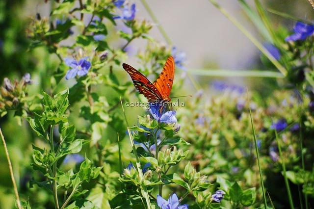 Butterfly (21)