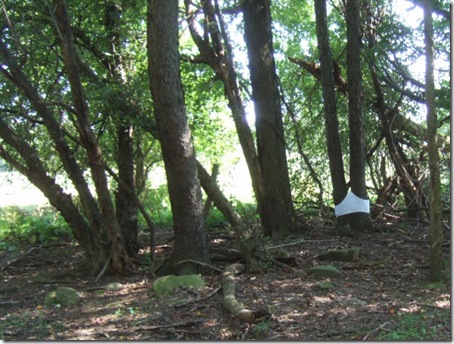 arboles con calzoncillos arboles con calzoncillos