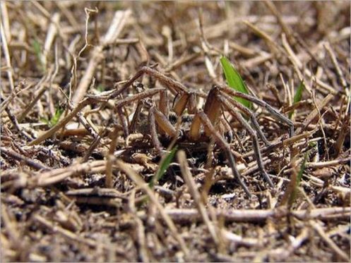 Araña camuflada