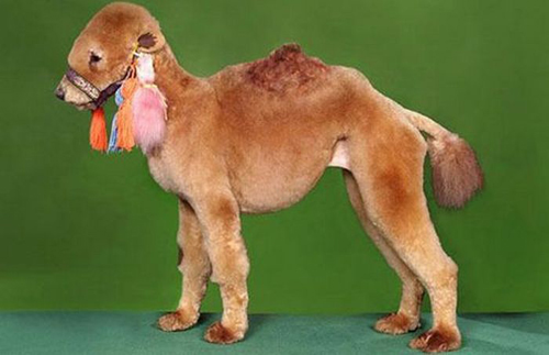 Perro con forma de camello