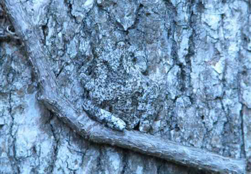 Rana camuflada