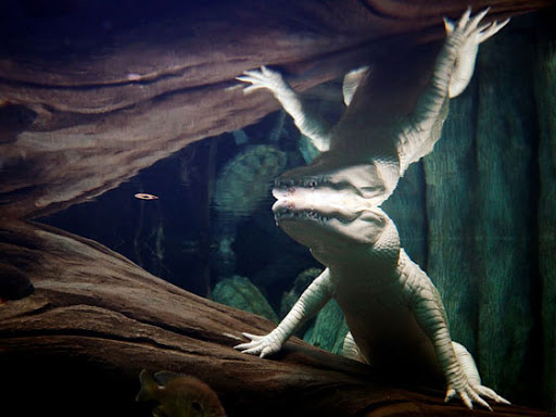 bruno rezende, coluna zero, fotografia, photo, foto, Photo fo the Day, natgeo, national geographic
