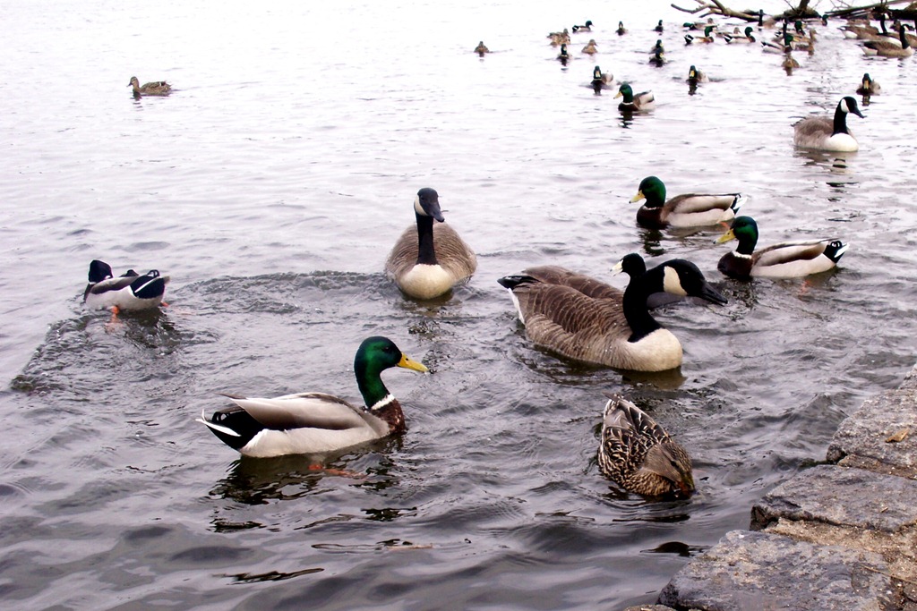 [Elaine Feeding the Ducks at Prospect Park_0010[5].jpg]