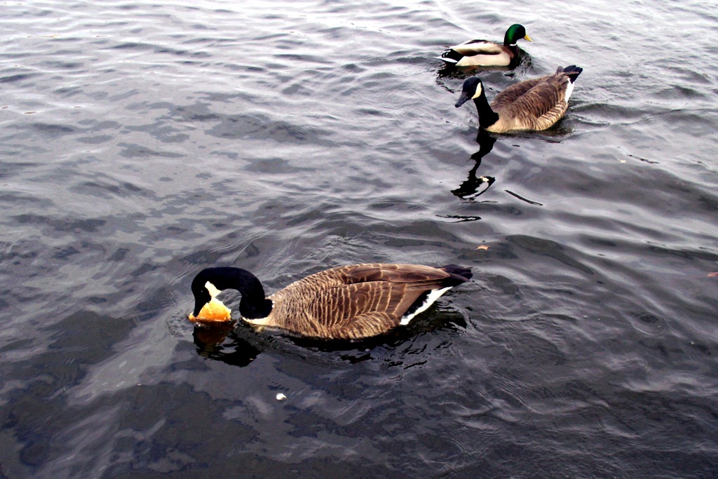 [Elaine Feeding the Ducks at Prospect Park_0007[5].jpg]