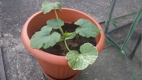 courgette.jpg